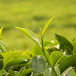 Tea leaves and a bud